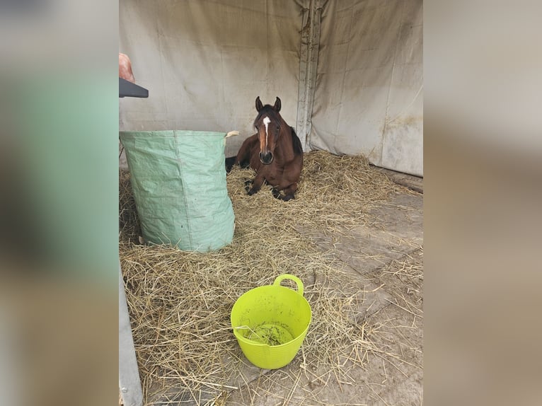 Pura Raza Árabe Yegua 3 años Castaño in Winterthur