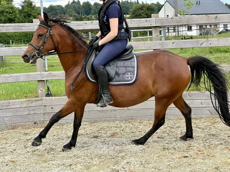 Pura Raza Árabe Yegua 4 años 144 cm Castaño rojizo in Chairière