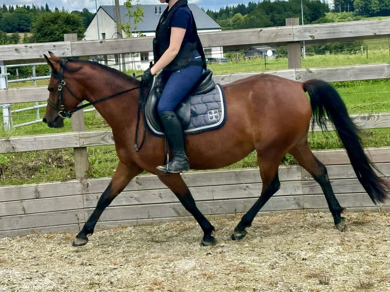 Pura Raza Árabe Yegua 4 años 144 cm Castaño rojizo in Chairière