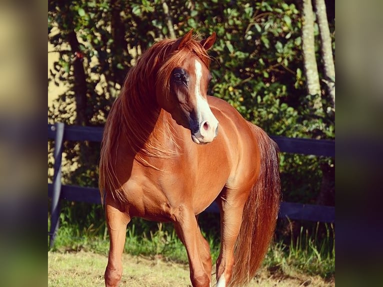 Pura Raza Árabe Yegua 4 años 147 cm Alazán-tostado in Jelling