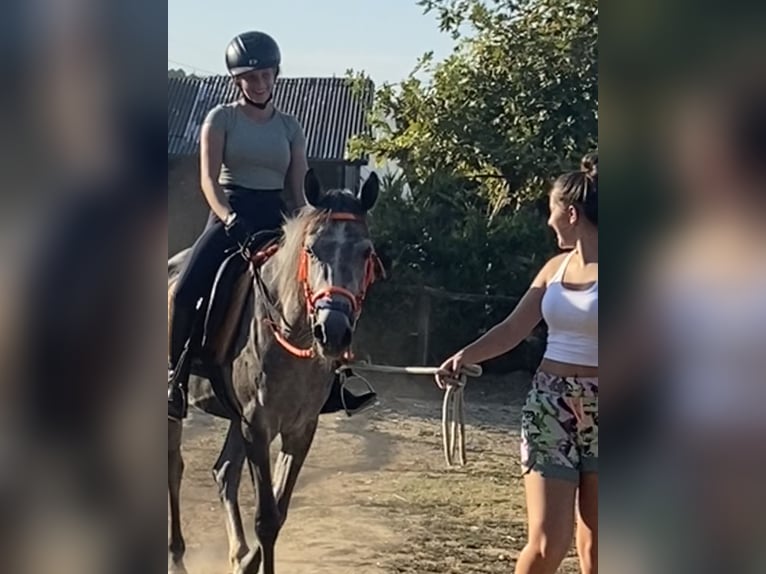 Pura Raza Árabe Yegua 4 años 147 cm Tordo rodado in Marmari