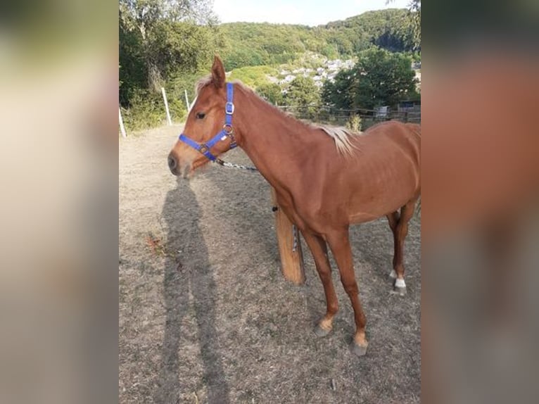 Pura Raza Árabe Yegua 4 años 148 cm Musgo in Rieden