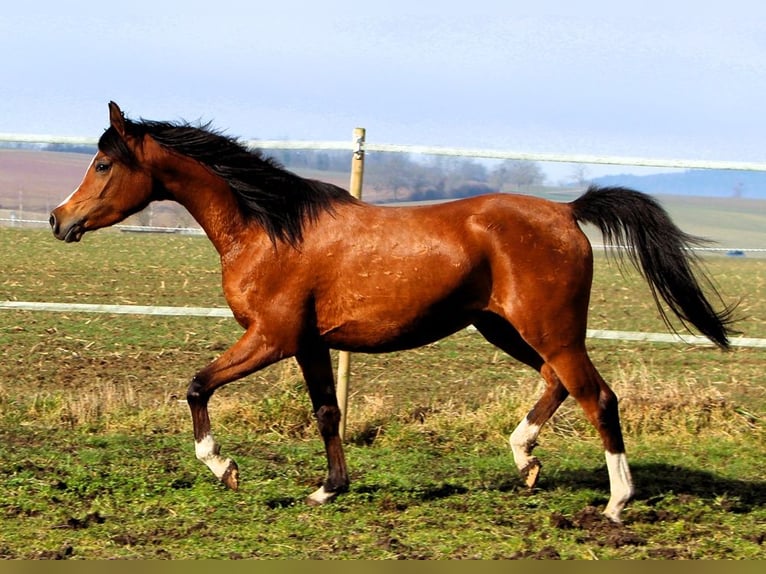 Pura Raza Árabe Yegua 4 años 150 cm Castaño in Reutenbourg