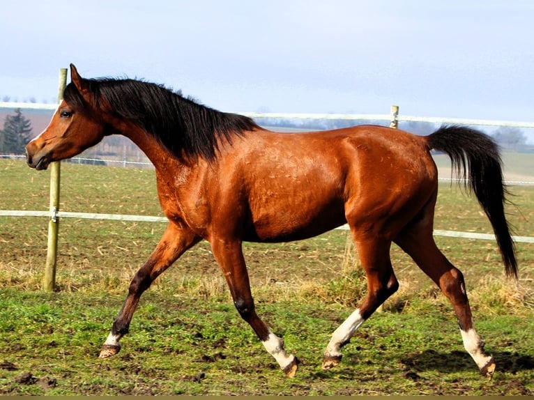 Pura Raza Árabe Yegua 4 años 150 cm Castaño in Reutenbourg