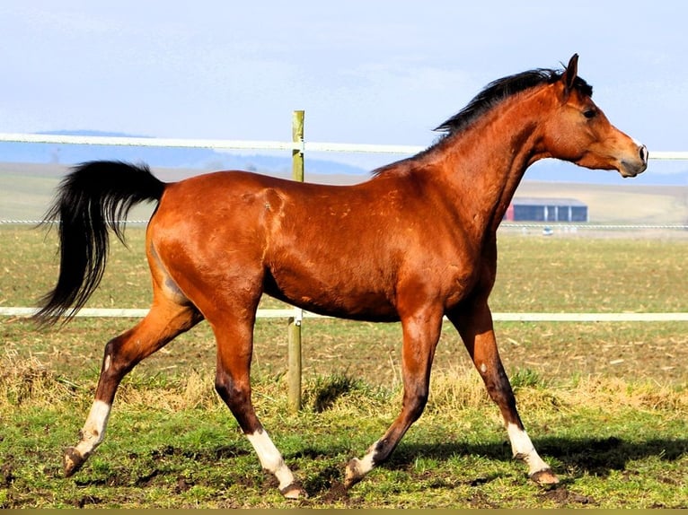 Pura Raza Árabe Yegua 4 años 150 cm Castaño in Reutenbourg