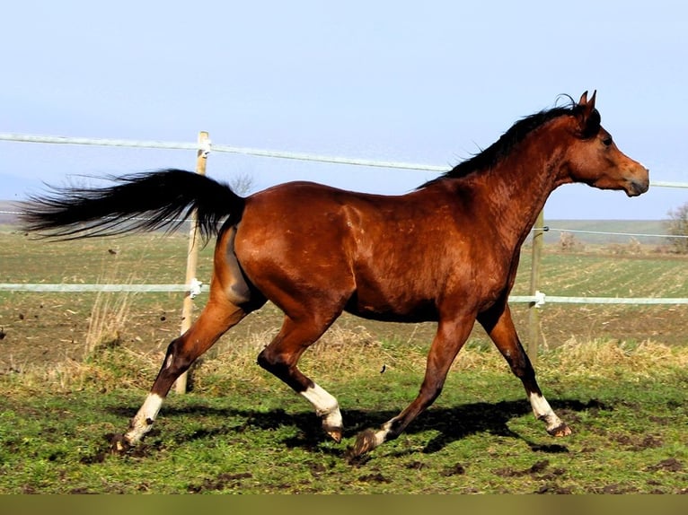 Pura Raza Árabe Yegua 4 años 150 cm Castaño in Reutenbourg