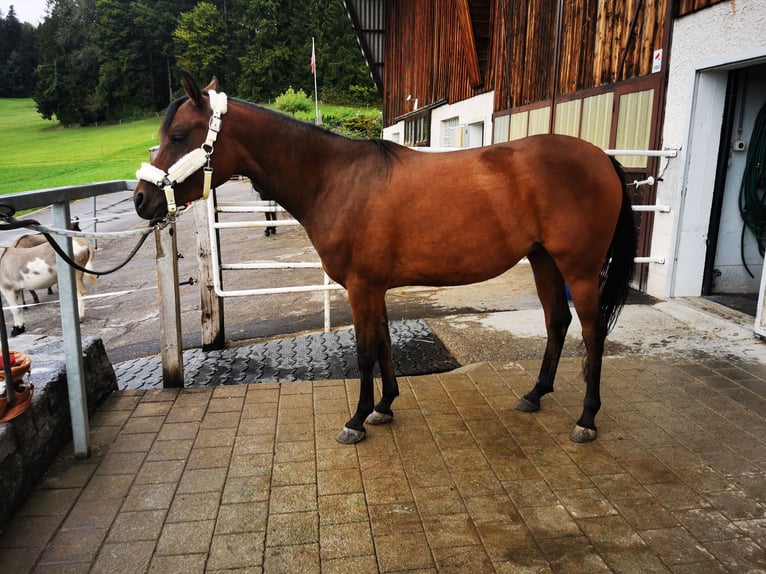 Pura Raza Árabe Yegua 4 años 150 cm Castaño in Dietschwil