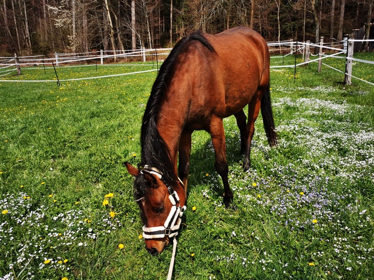 Pura Raza Árabe Yegua 4 años 150 cm Castaño in Dietschwil