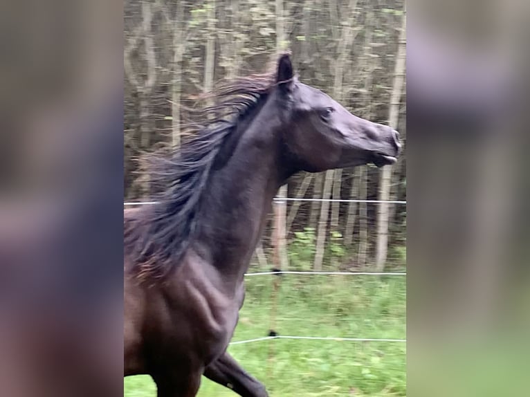 Pura Raza Árabe Yegua 4 años 150 cm Negro in Mengen