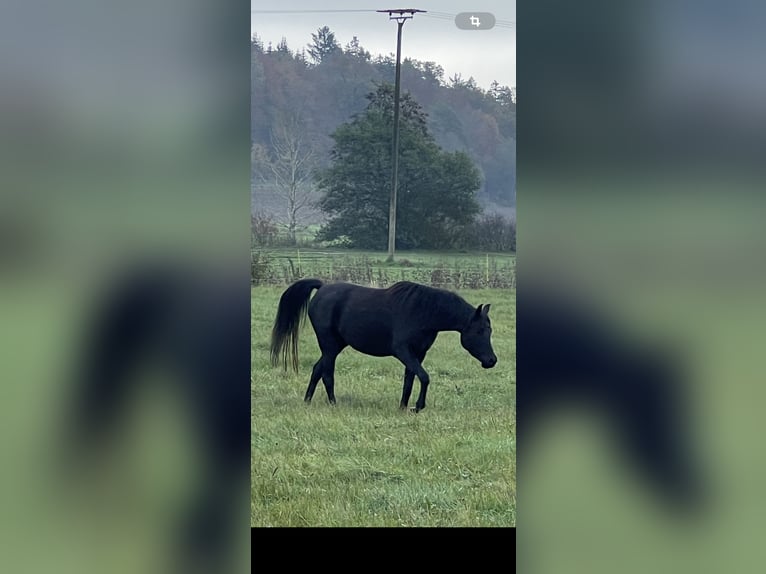 Pura Raza Árabe Yegua 4 años 150 cm Negro in Mengen