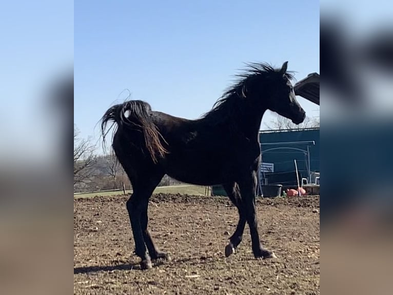 Pura Raza Árabe Yegua 4 años 150 cm Negro in Mengen