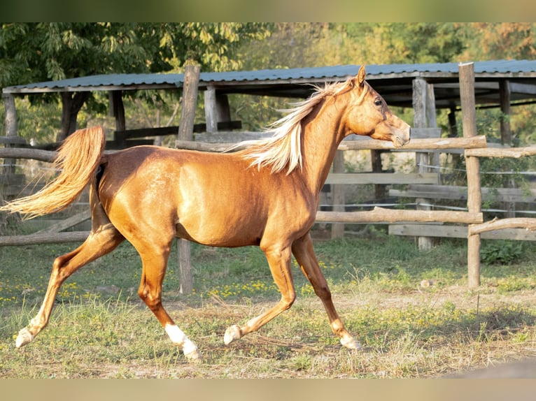 Pura Raza Árabe Yegua 4 años 151 cm Alazán-tostado in Nagykanizsa