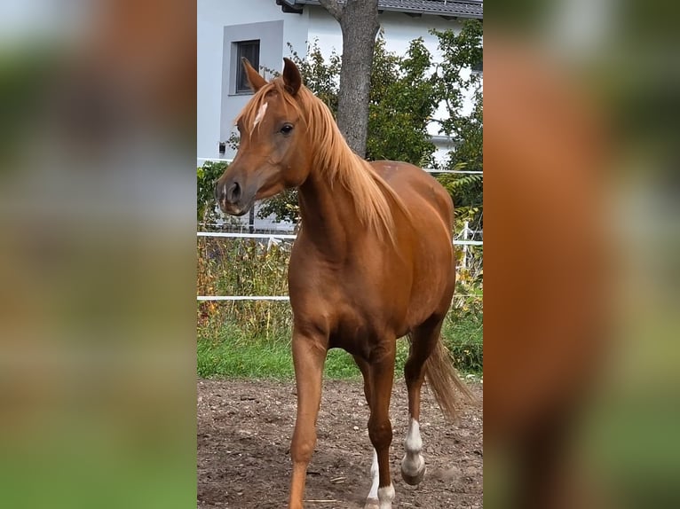 Pura Raza Árabe Yegua 4 años 152 cm Alazán in Theresienfeld