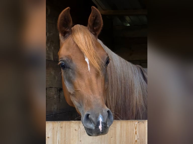 Pura Raza Árabe Yegua 4 años 152 cm Alazán in Theresienfeld