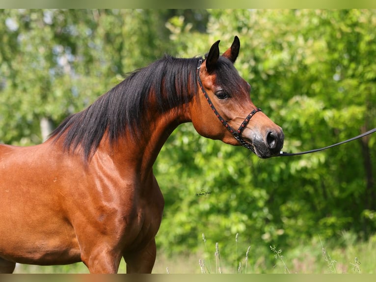 Pura Raza Árabe Yegua 4 años 152 cm Castaño in Lodz