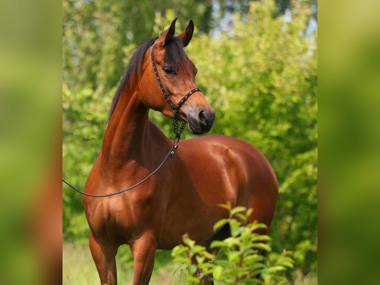 Pura Raza Árabe Yegua 4 años 152 cm Castaño in Lodz