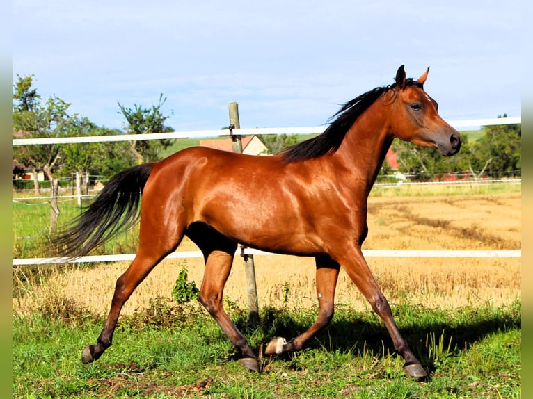 Pura Raza Árabe Yegua 4 años 153 cm Castaño in Kehl