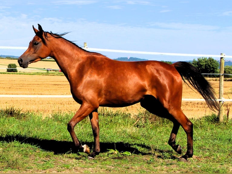 Pura Raza Árabe Yegua 4 años 153 cm Castaño in Kehl