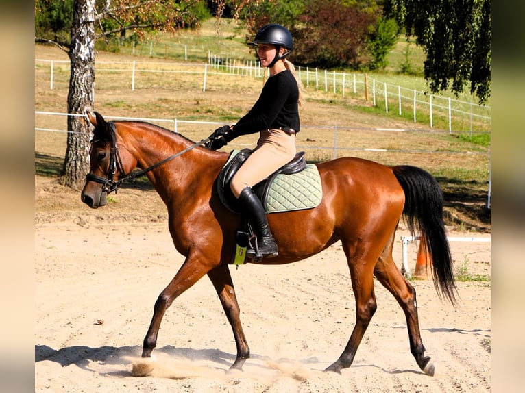 Pura Raza Árabe Yegua 4 años 153 cm Castaño in Kehl