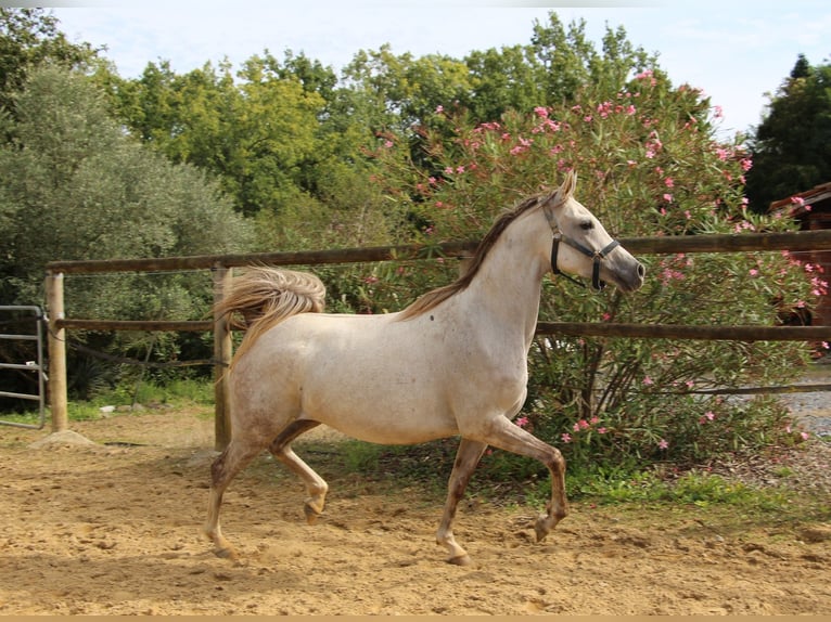 Pura Raza Árabe Yegua 4 años 153 cm Tordo in Trie sur Baise