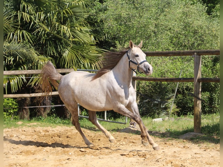 Pura Raza Árabe Yegua 4 años 153 cm Tordo in Trie sur Baise