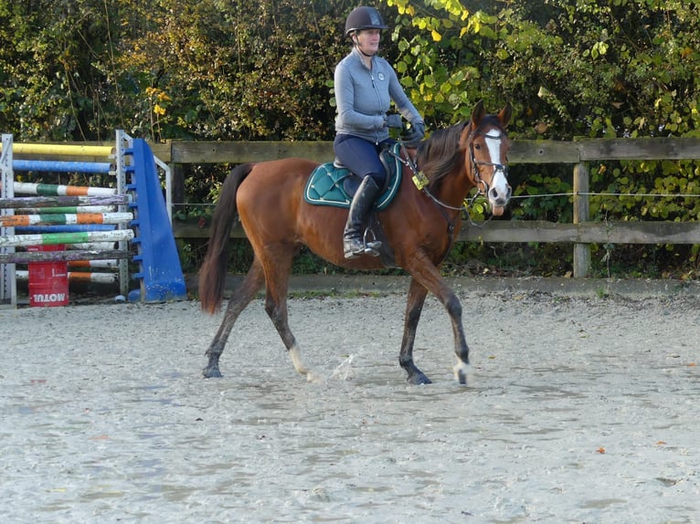 Pura Raza Árabe Yegua 4 años 154 cm Castaño in Radevormwald