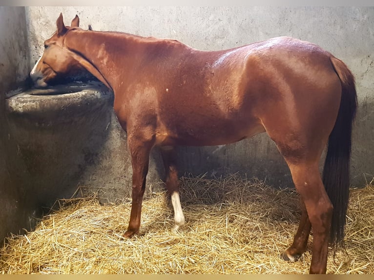 Pura Raza Árabe Yegua 4 años 155 cm Alazán in Warszawa