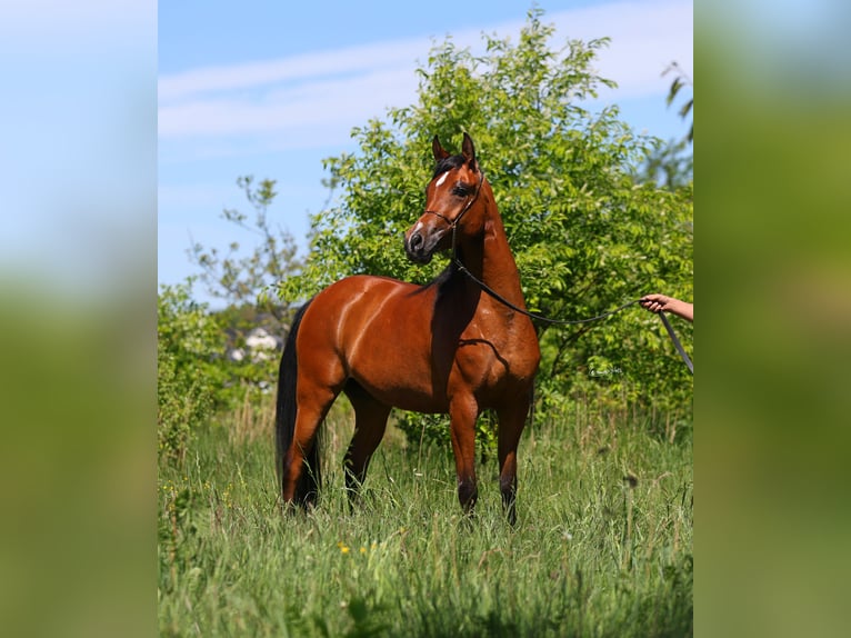 Pura Raza Árabe Yegua 4 años 155 cm Castaño in Lodz