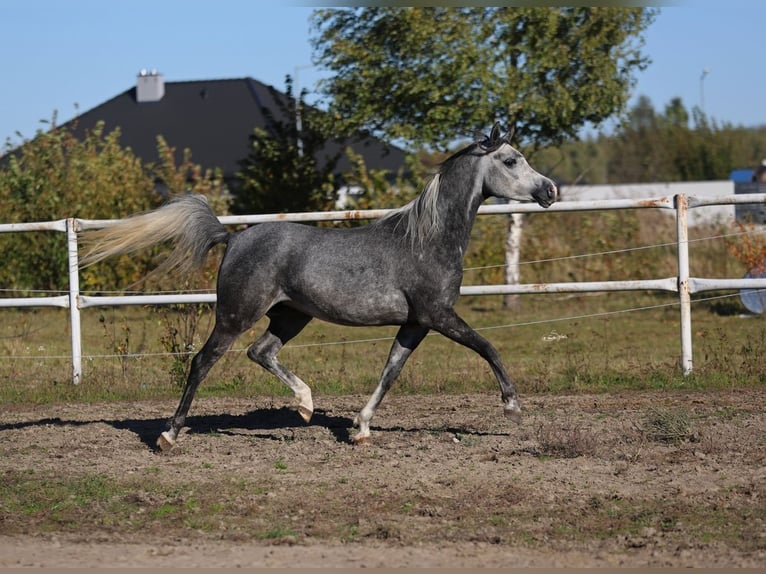 Pura Raza Árabe Yegua 4 años 155 cm Tordo in Lodz