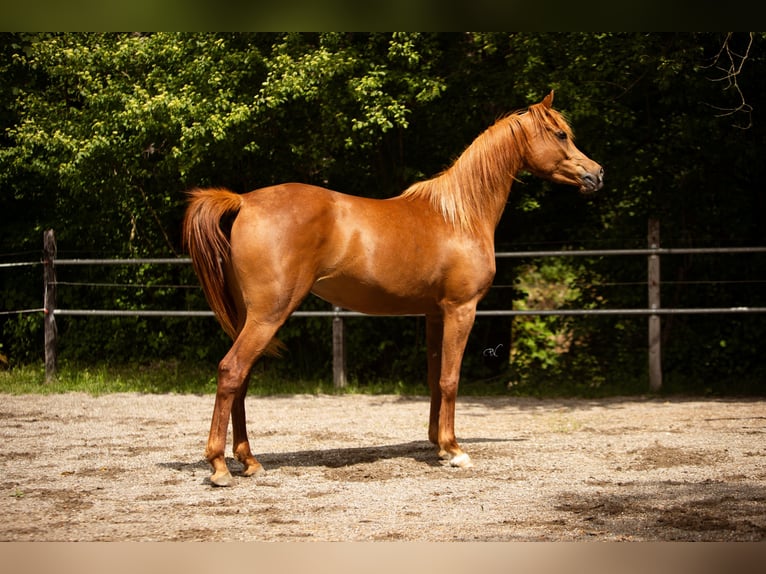 Pura Raza Árabe Yegua 4 años 156 cm Alazán in Amtzell