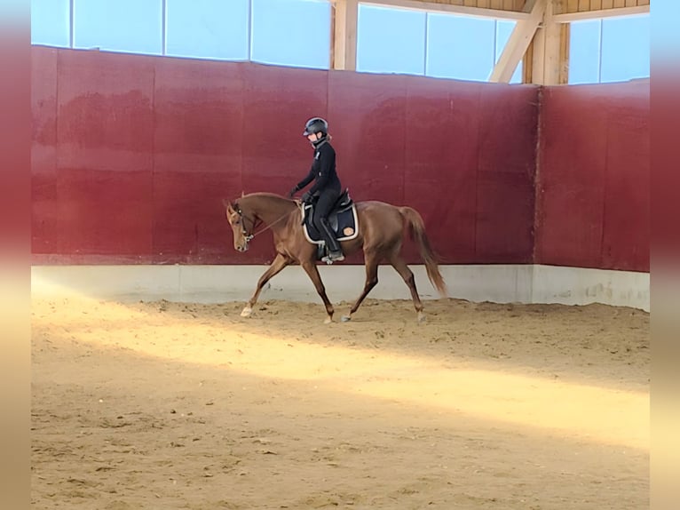 Pura Raza Árabe Yegua 4 años 156 cm Alazán in Amtzell