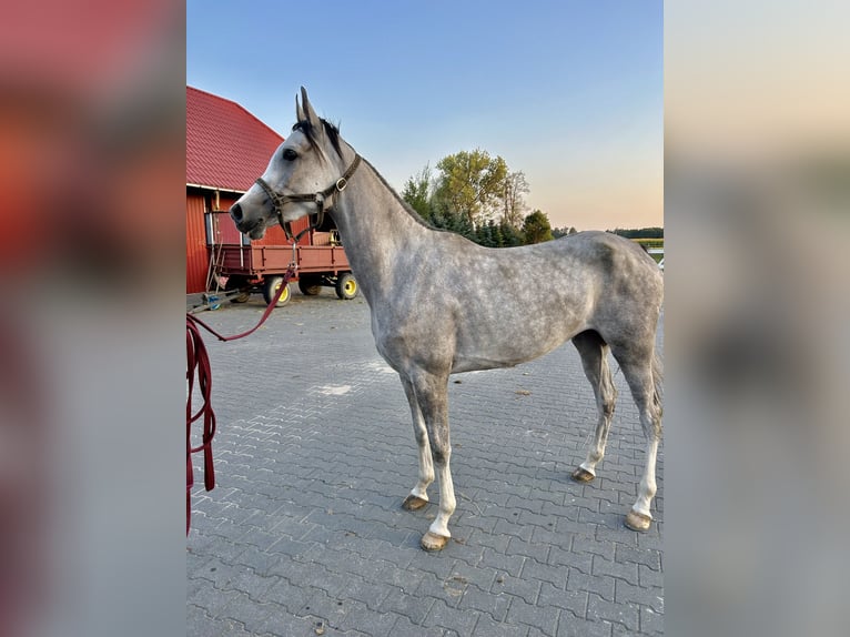 Pura Raza Árabe Yegua 4 años 156 cm Tordo in WalerianyWarszawa