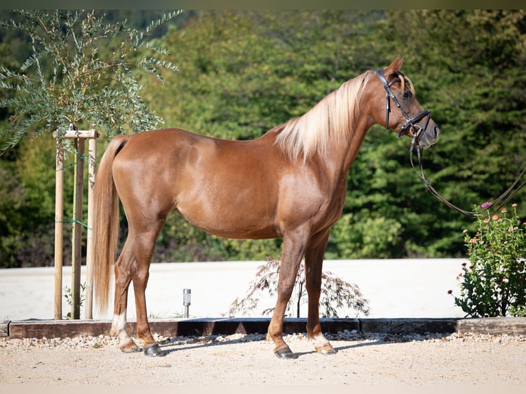 Pura Raza Árabe Yegua 4 años 158 cm Alazán-tostado in Dvor