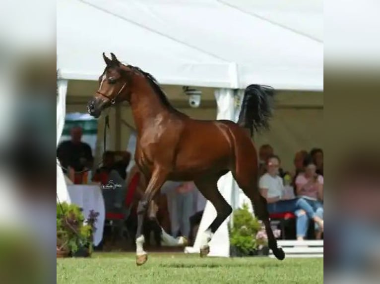 Pura Raza Árabe Yegua 4 años 159 cm Castaño in Ustersbach