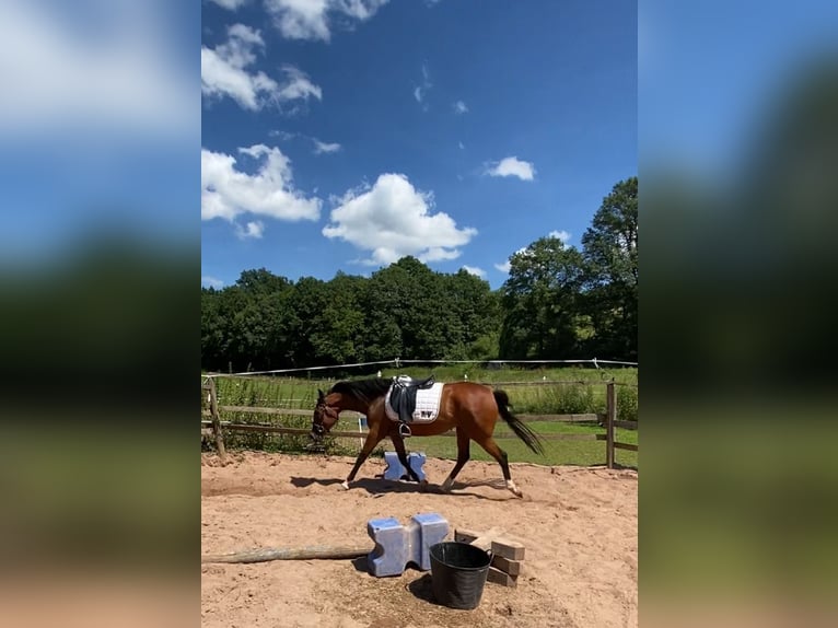 Pura Raza Árabe Yegua 4 años 159 cm Castaño in Altrip