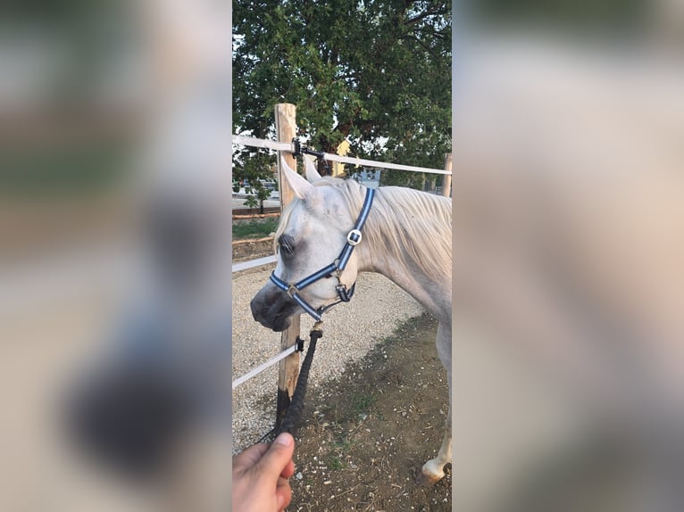 Pura Raza Árabe Yegua 4 años Tordo in Ascoli Piceno