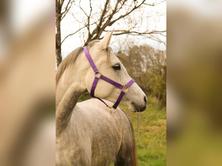 Pura Raza Árabe Yegua 5 años 154 cm Tordo rodado in Dvor