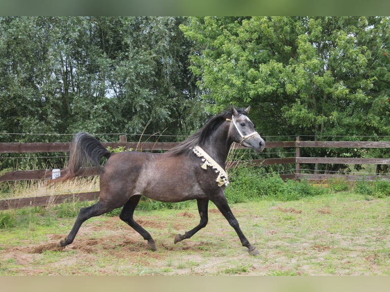 Pura Raza Árabe Yegua 5 años 154 cm Tordo rodado in Hohenkirchen / OT Manderow
