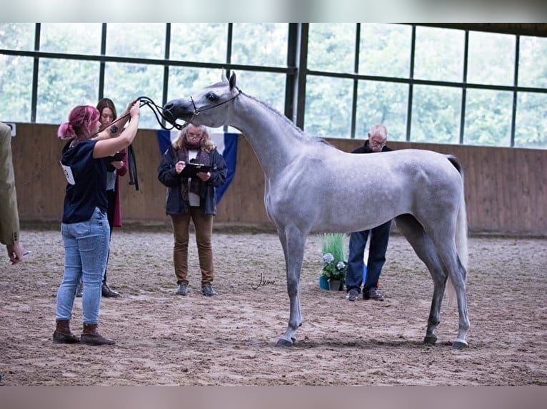 Pura Raza Árabe Yegua 5 años 155 cm Castaño in Elsendorp