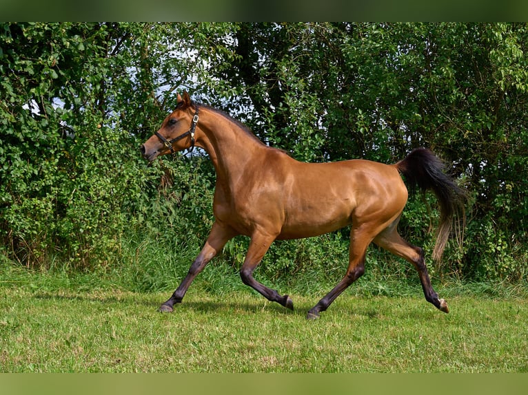 Pura Raza Árabe Yegua 5 años 155 cm Castaño in Gem&#xFC;nden (Felda)