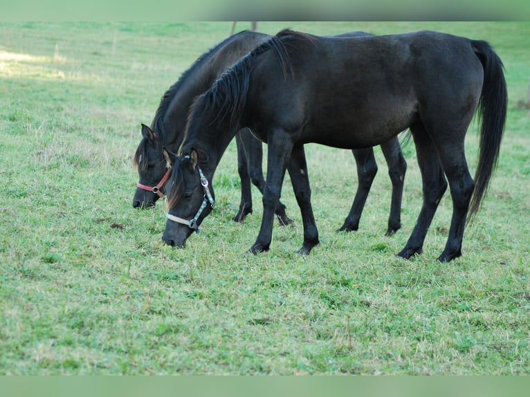 Pura Raza Árabe Yegua 5 años 155 cm Negro in Krajna Polana