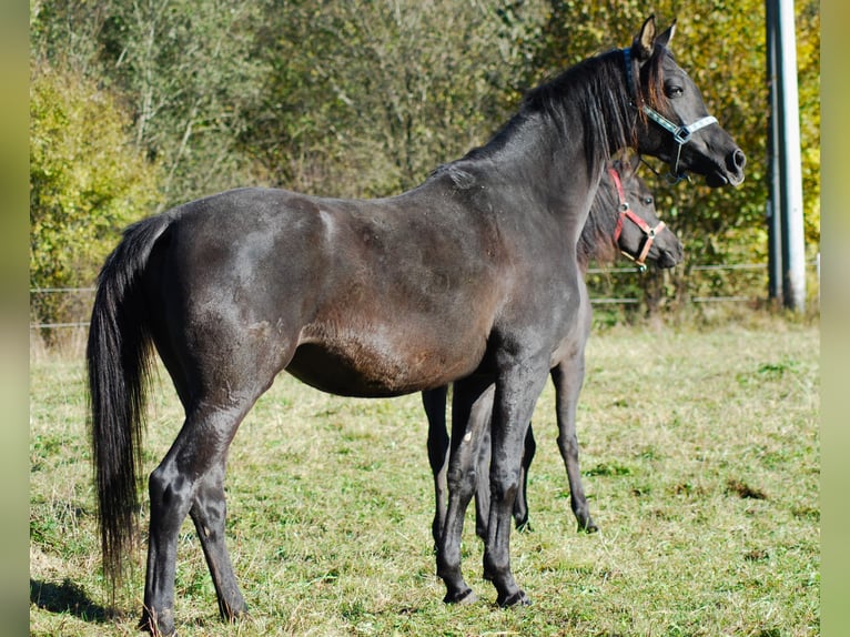 Pura Raza Árabe Yegua 5 años 155 cm Negro in Krajna Polana