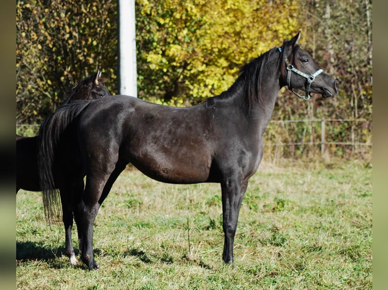 Pura Raza Árabe Yegua 5 años 155 cm Negro in Krajna Polana