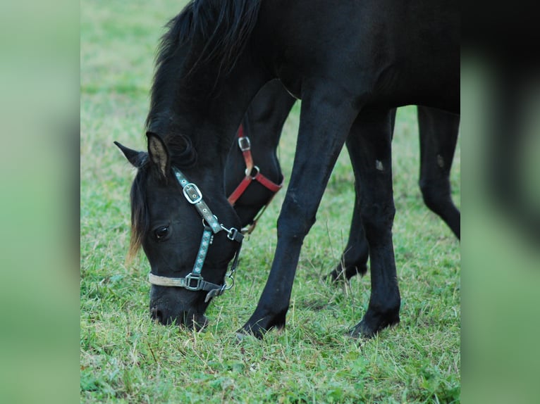 Pura Raza Árabe Yegua 5 años 155 cm Negro in Krajna Polana