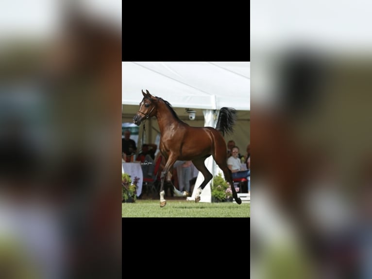 Pura Raza Árabe Yegua 5 años 158 cm Castaño oscuro in Friedberg