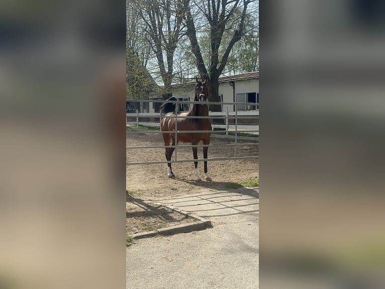 Pura Raza Árabe Yegua 5 años 158 cm Castaño oscuro in Friedberg