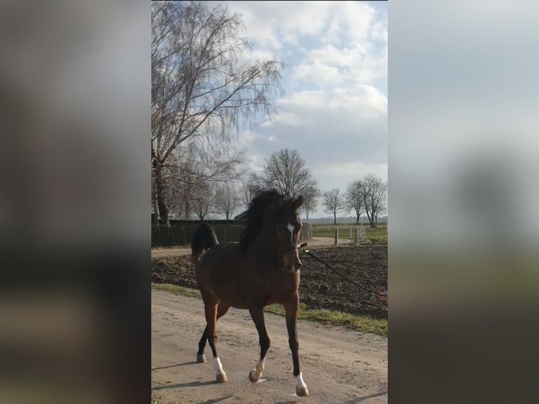 Pura Raza Árabe Yegua 5 años 158 cm Castaño oscuro in Friedberg