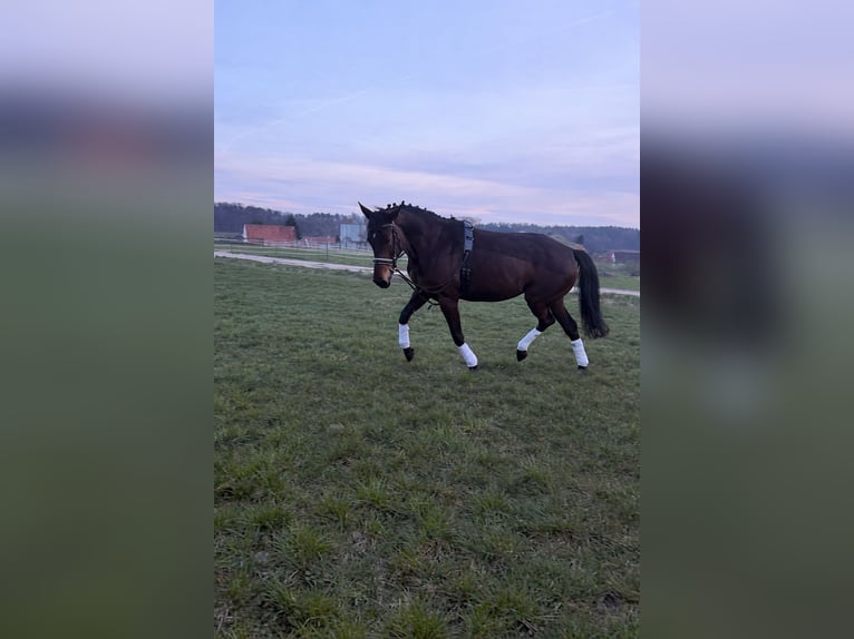 Pura Raza Árabe Yegua 5 años 160 cm Castaño in Mühlhausen