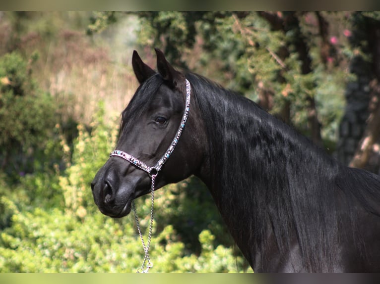Pura Raza Árabe Yegua 6 años 150 cm Negro in Santok