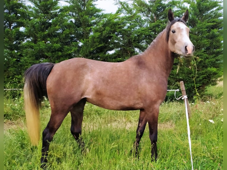 Pura Raza Árabe Yegua 6 años 150 cm Tordo in la Voulte-sur-Rhône